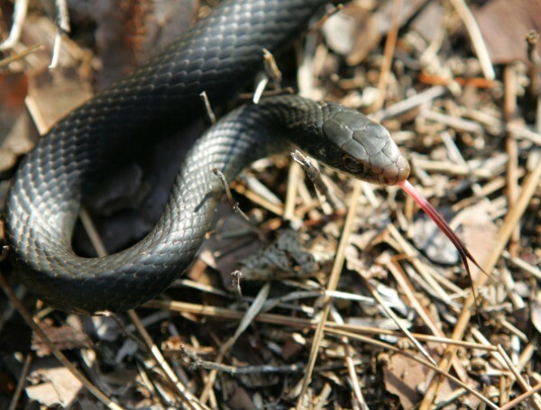 Serpiente de vientre rojo.