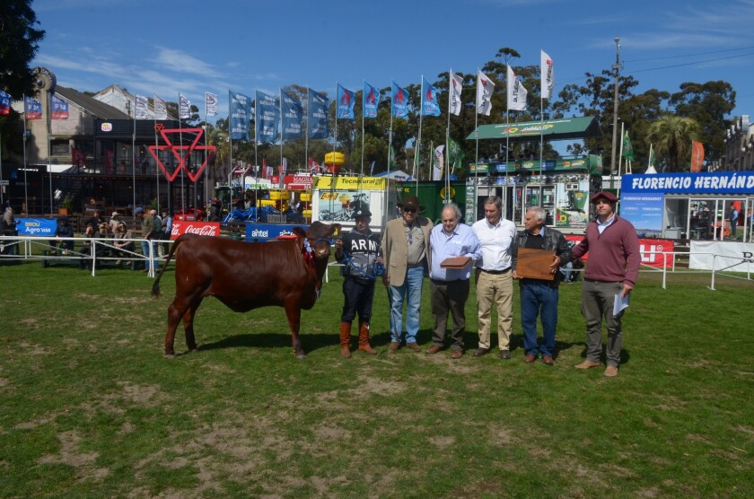 Gran Campeona Senepol Expo Prado 2025.