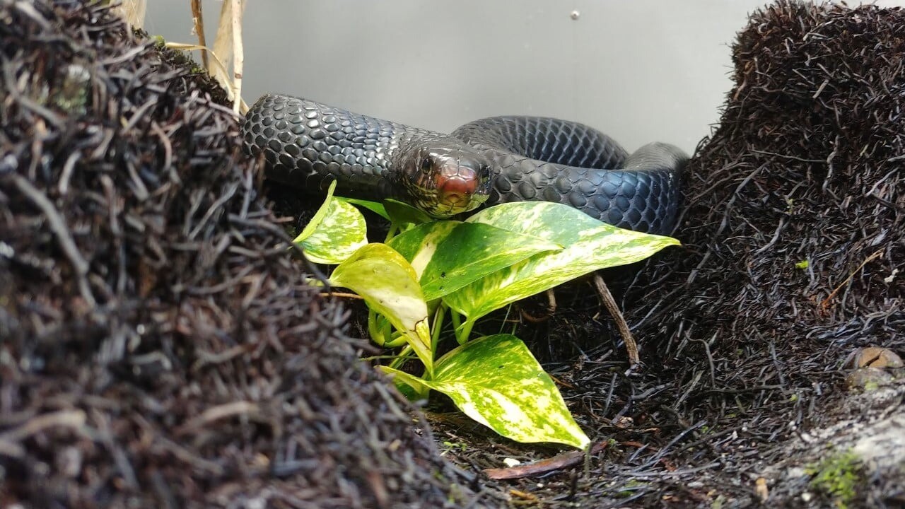 Serpiente índigo oriental.