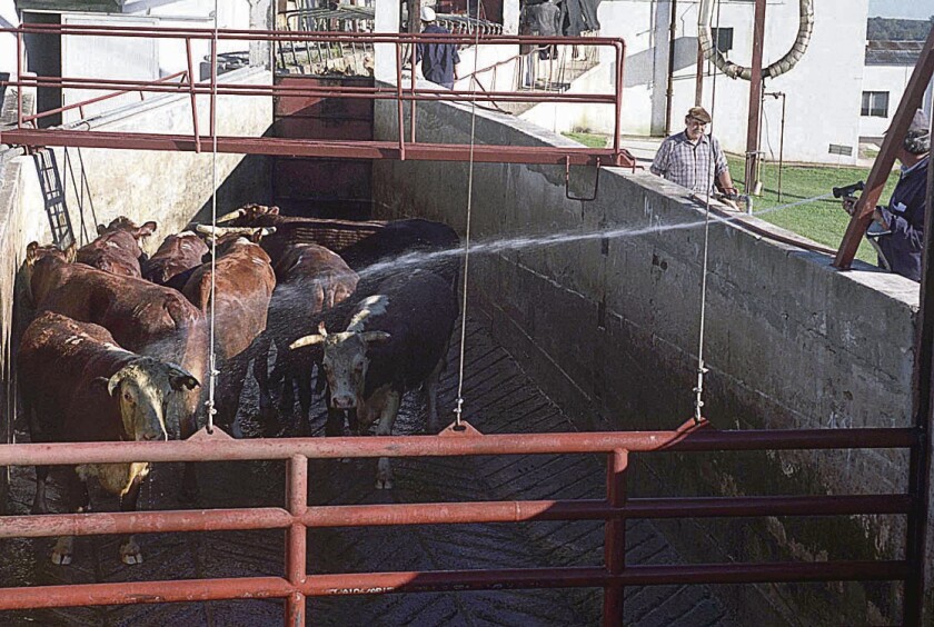 Ganado vacuno en planta.