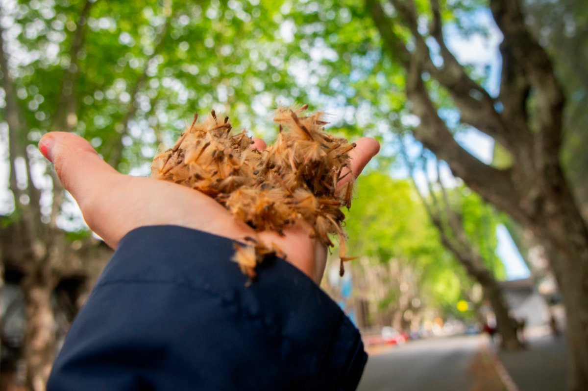 Pelusa de plátanos en primavera