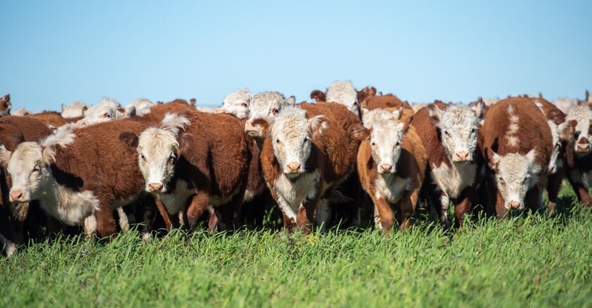 Gira de la Sociedad de Criadores de Hereford 2025.
