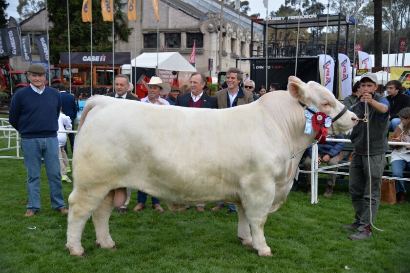 El mejor toro Charolais lo expuso José Jorge De Boismenú