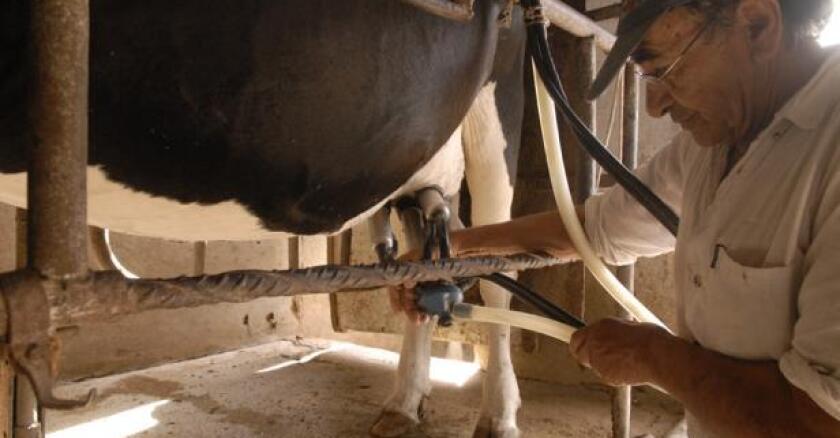 Tambo. La apuesta es a producir más pese al aumento de precio de fertilizantes y otros insumos.