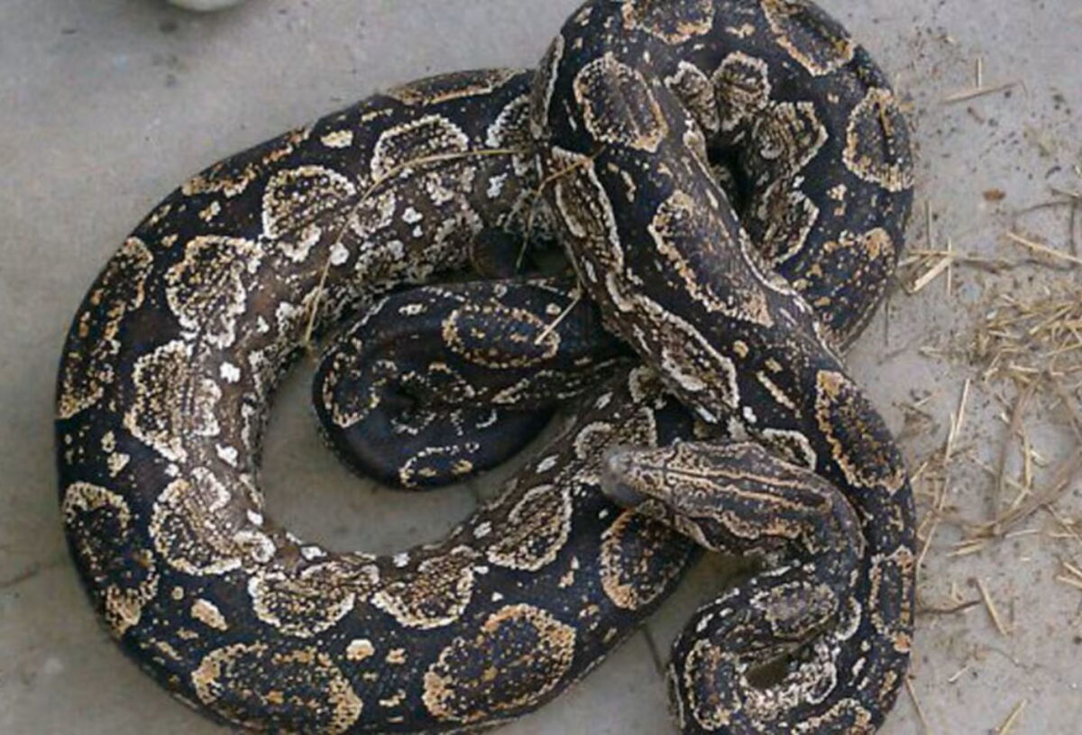 Una boa constrictora que responde al nombre de "Piti" es buscada intensamente en Colegiales, Argentina.