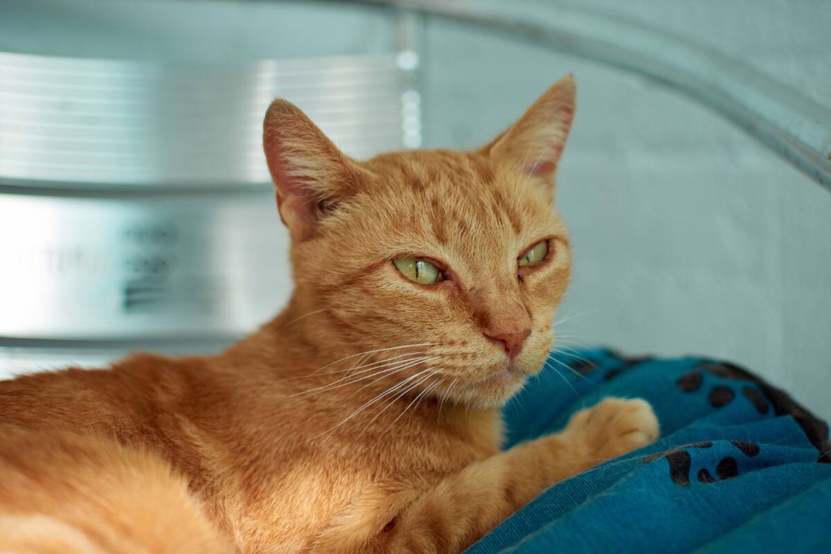 Gato anaranjado.