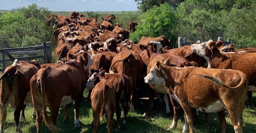 ganado, ganado Hereford