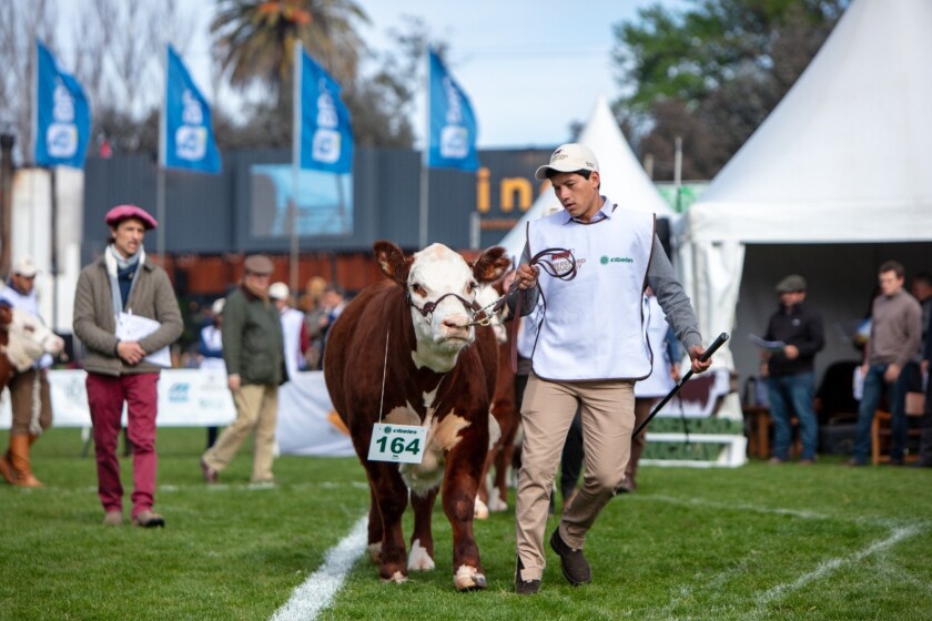 Jura de novillos a bozal Hereford 2023
