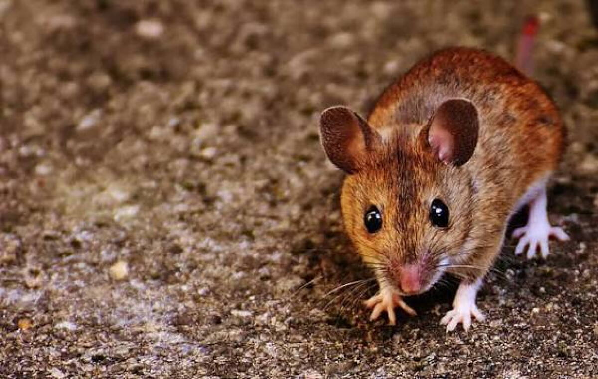 Ratón.