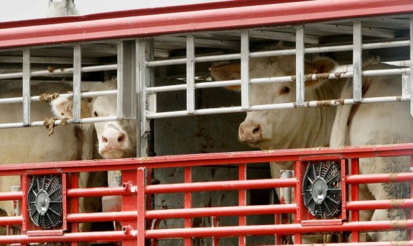 Un camión transportando ganado vacuno en España. /EFE/Archivo.Villar López.