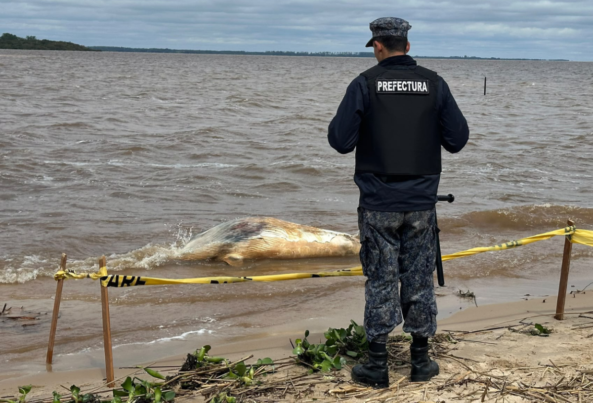 Hallaron una ballena muerta en Carmelo: Prefectura desplegó un operativo en la costa