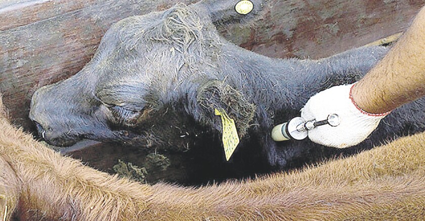 Vacunación, vacunación ganado, ganado en bretes