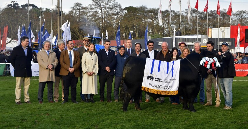 Gran Campeón Aberdeen Angus de Campo Norte.