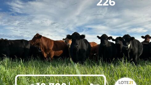 Lote 21