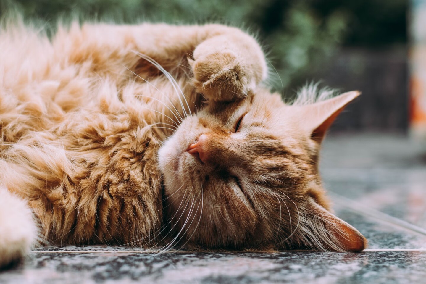 Gato2.jpg