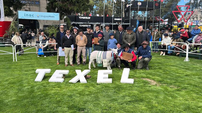 Gran Campeón Macho Texel PO de Agroland S.A..jpeg