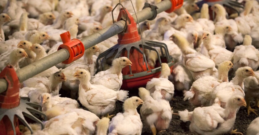 Pollos, avicultura, avícola
