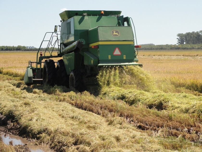 Arroz, cosecha arroz, ACA