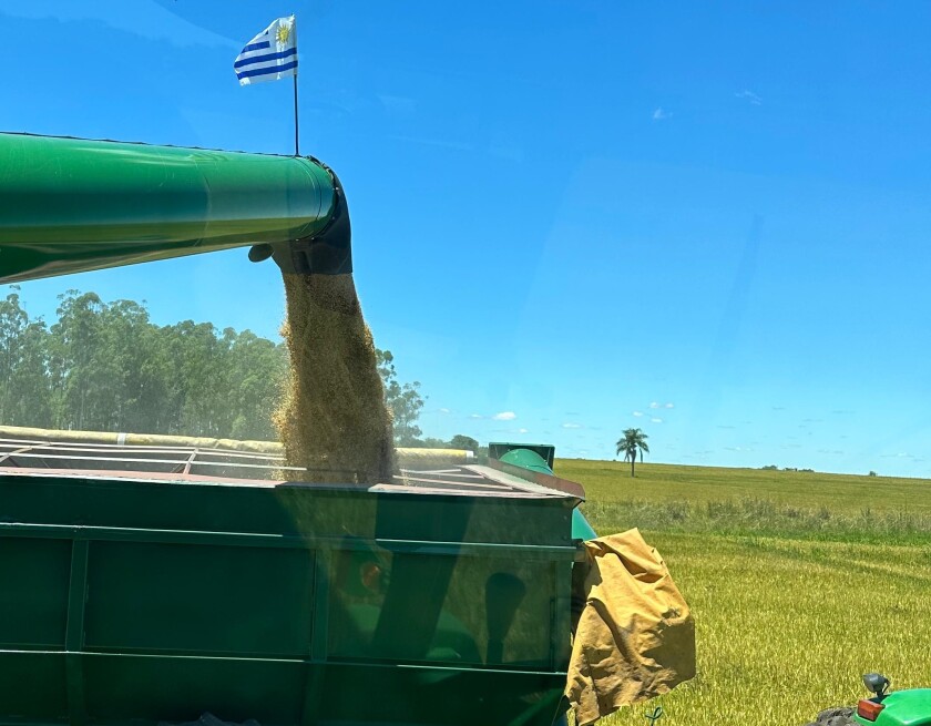 Cosecha de arroz 2025