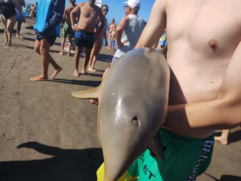Turista sacó un delfín del agua