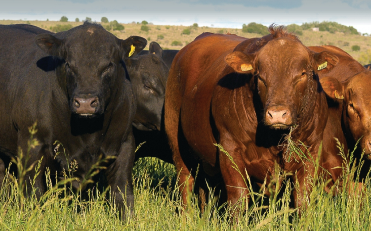 Rincón de las Mulas ofrece 40 toros y 110 vientres