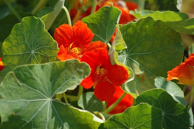 Capuchina. Foto: Pixabay