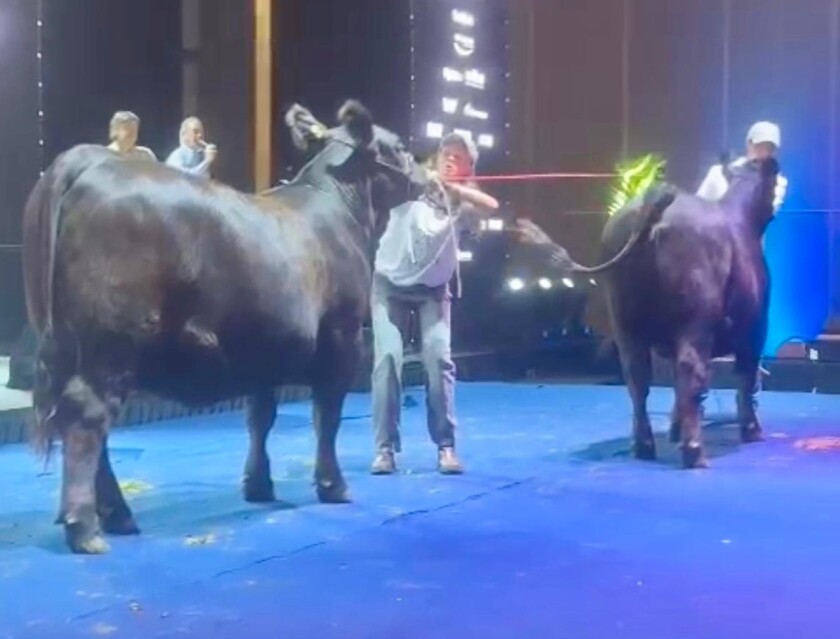 Gala 3.jpg