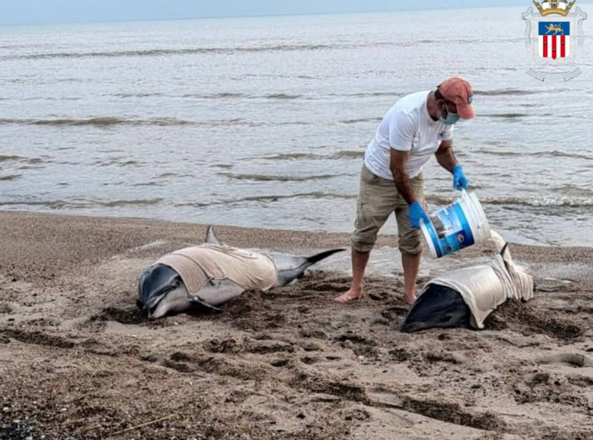 Delfines varados en San Luis, Canelones