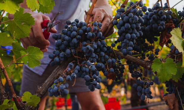La vendimia 2020 en Bodega Garzón