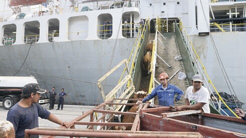 Exportacion de ganado vacuno