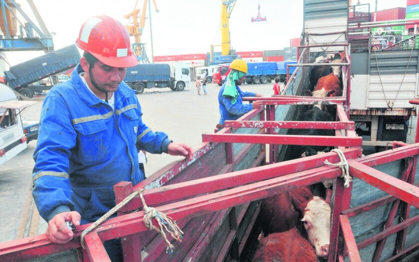Embarque de ganado en pie en el Puerto de Montevideo , exportacion de ganado vacuno a Egipto, ND 20141027, foto Agustin Martinez - Archivo El Pais