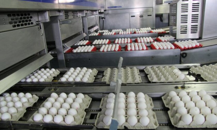 Clasificación de huevos en una planta procesadora de Sevilla. EFEAGRO/J.J.R.