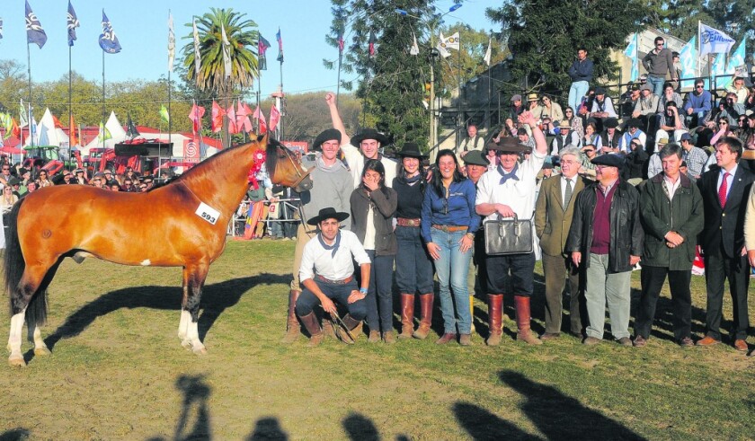 Criollos