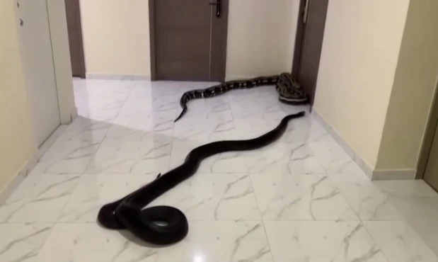 Soltaron dos serpientes en el pasillo de un edificio 