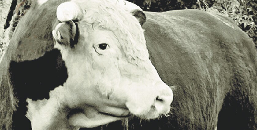 hereford-ingles.jpg