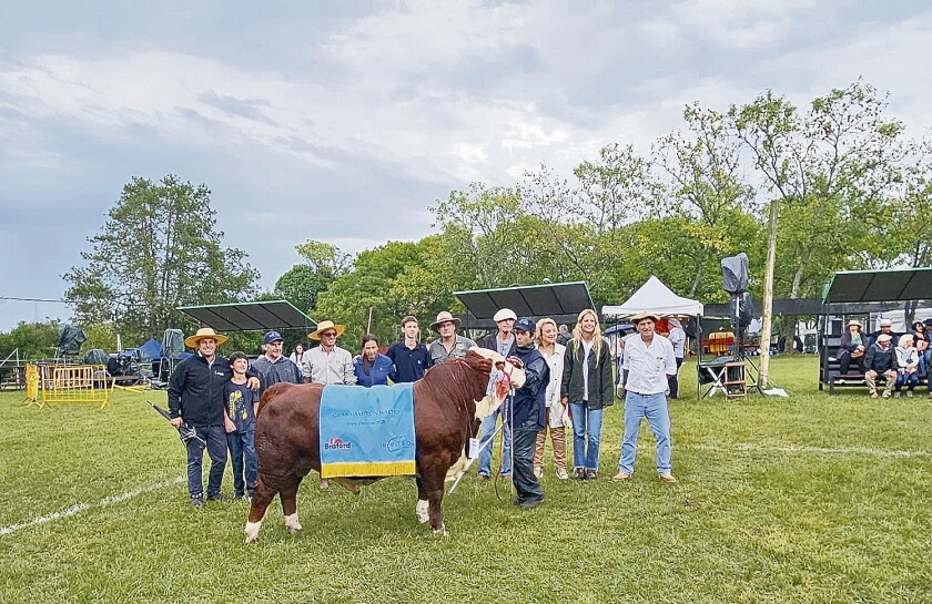 Gran Campeón Braford expuesto por Tres Cerros de Stolovas.jpg