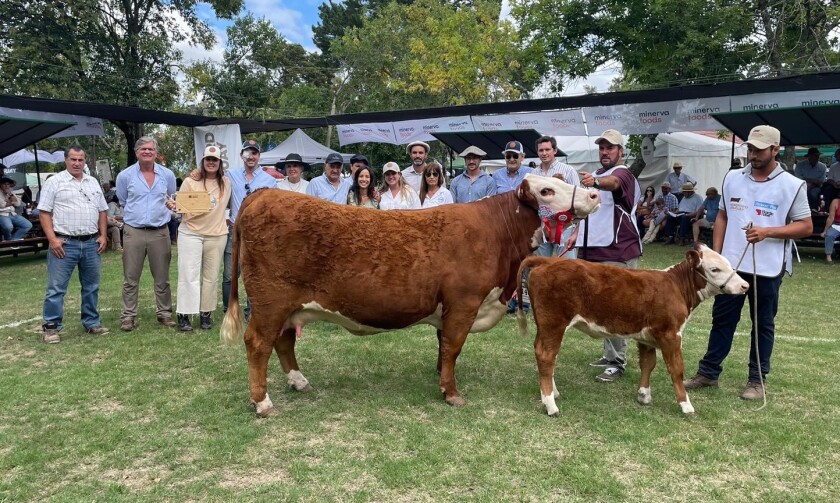 La Gran Campeona Polled Hereford fue presentada por San Gregorio Ganadera, de la familia Fernández, que venía de festejar su gran campeonato en Aberdeen Angus.