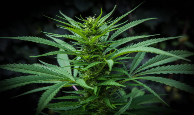 Cannabis.jpg