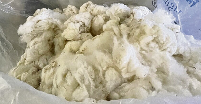 Los productores apuestan a la cruza con Merino.jpg