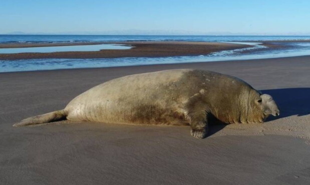Elefante marino en Playa Penino, San José.