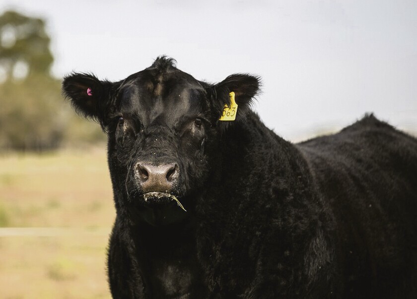 toro-angus.jpg