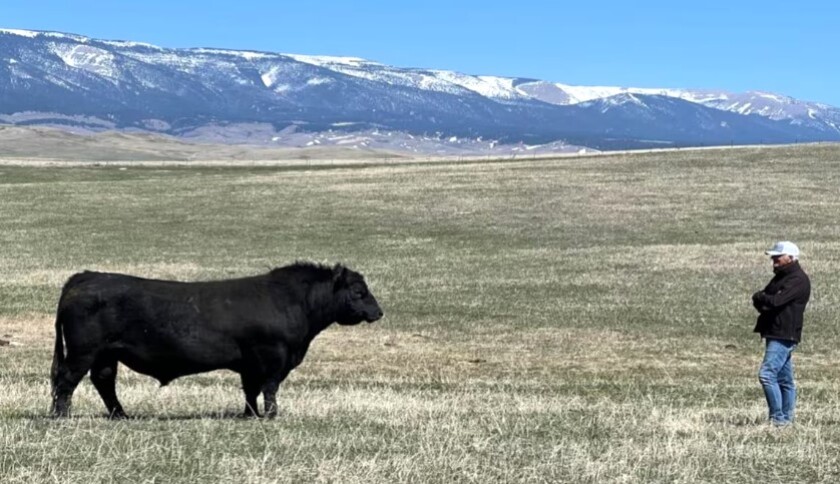 Angus en Estados Unidos