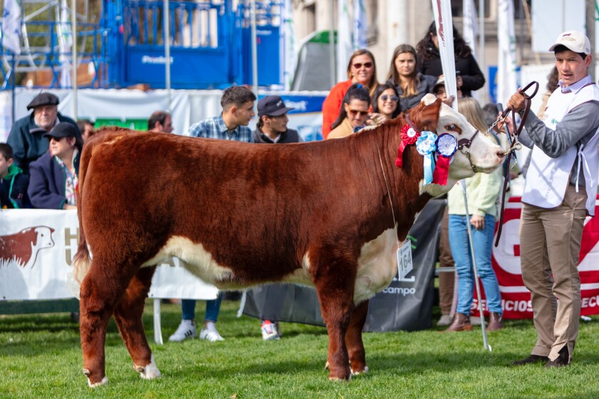 GRAN CAMPEÓN NOVILLO UTU LORENZO GEYRES Y SANTA MARIA DEL AARAPEY.jpg