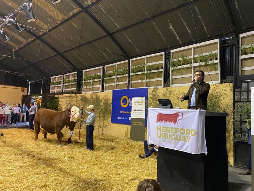 El toro más caro de Expo Prado
