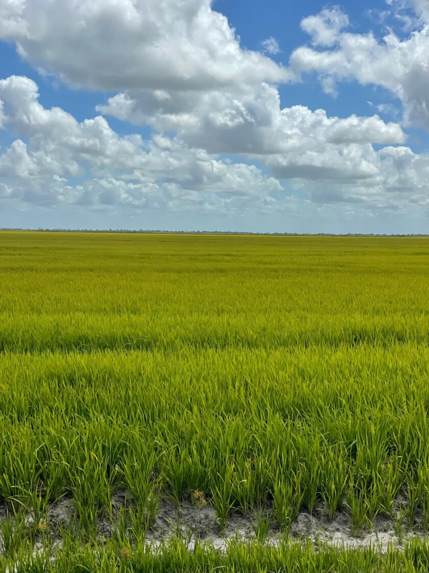 Arroz en Uruguay.
