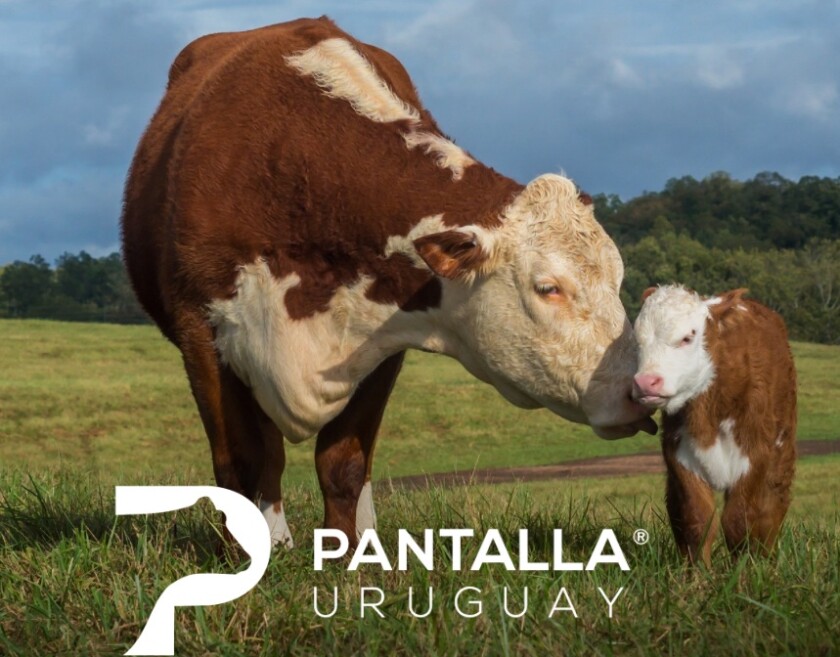 Previa Gan Hereford.jpg