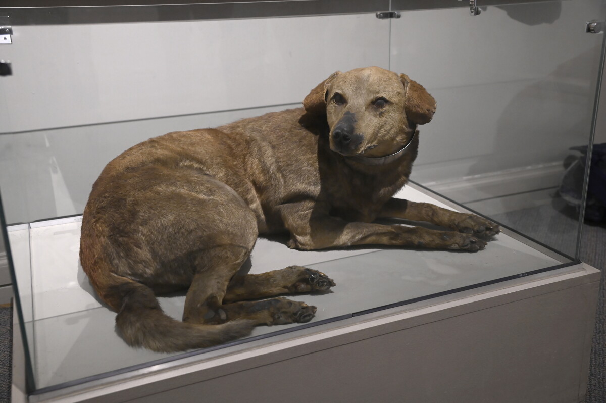 Lealtad más allá de la muerte: las mascotas que custodian los museos de Uruguay
