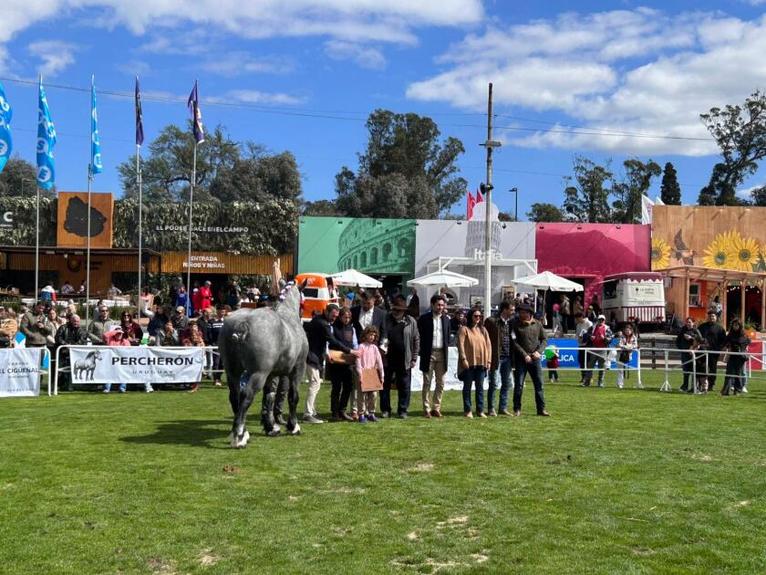 Gran Campeón Percherón.