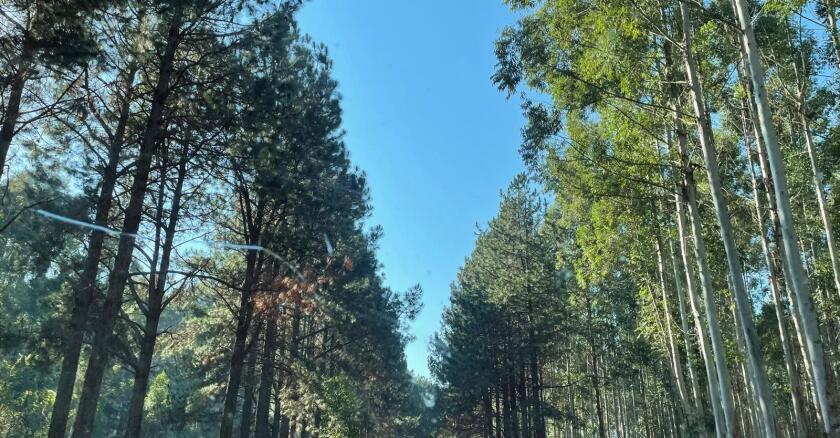 Silvopastoreo, forestación