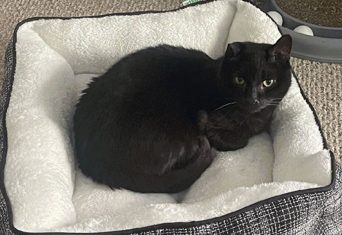 El gato Vinny falleció recientemente